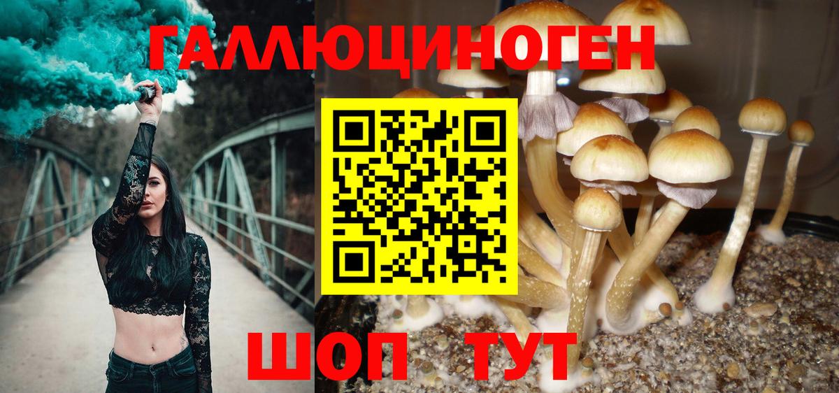 Галлюциногенные грибы Cubensis  Вход с VPN  Владикавказ  Псилоцибиновые грибы GOLDEN TEACHER 